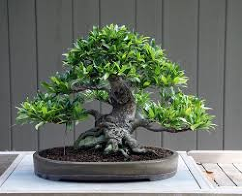 Cây Ficus Bonsai